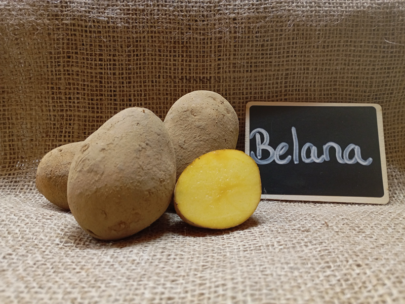 kartoffelsorte-belana