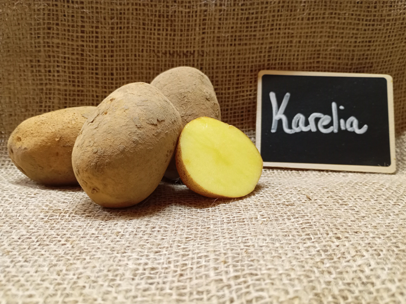 kartoffelsorte-karelia