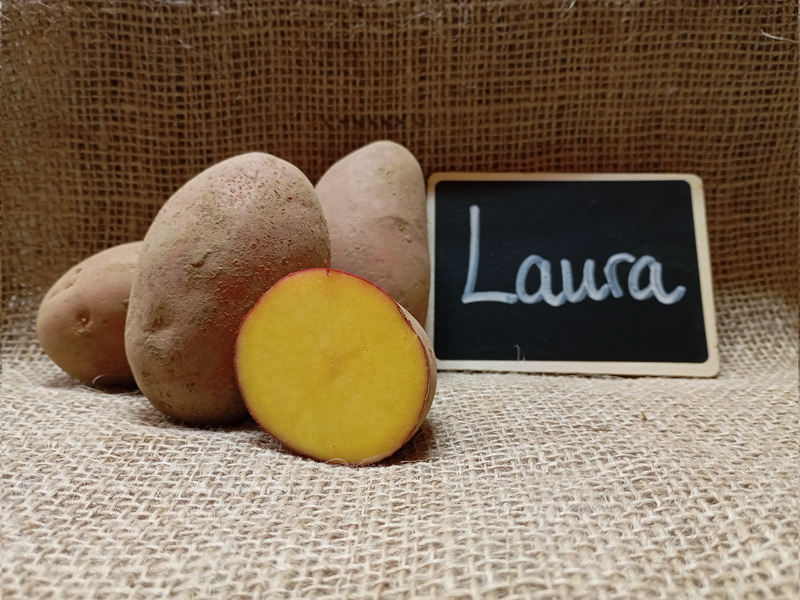 kartoffelsorte-laura
